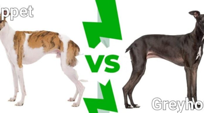 whippet contro levriero