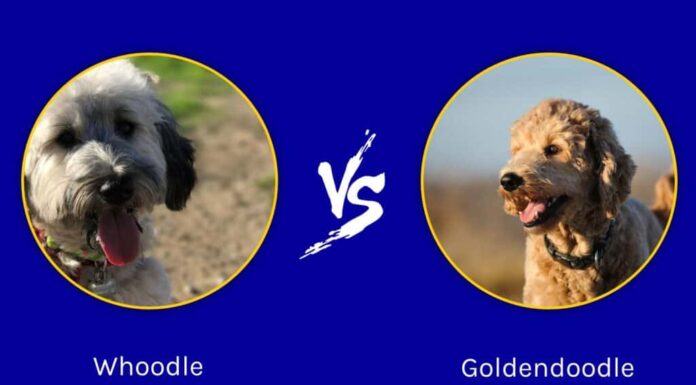 Whoodle vs Goldendoodle: quali sono le differenze?
