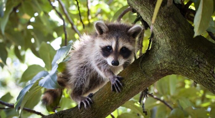 piccolo procione su un albero