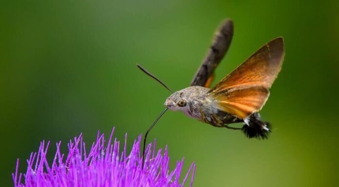 Falena falco colibrì