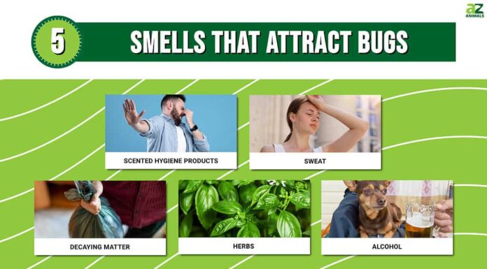 5 odori che attirano gli insetti e 5 odori che odiano!
