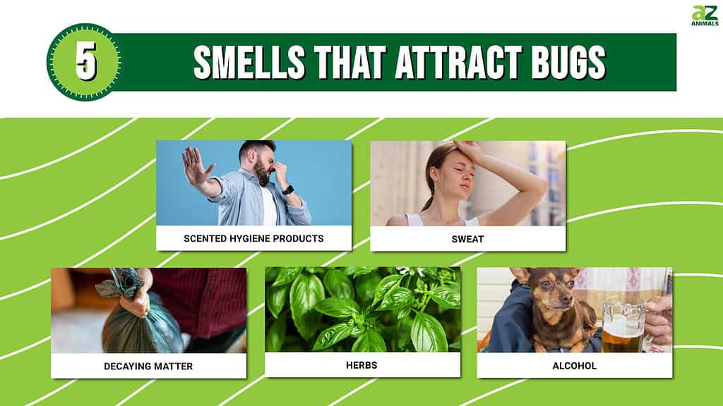 5 odori che attirano gli insetti e 5 odori che odiano!