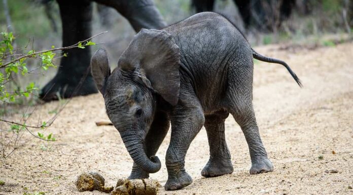 I cuccioli di elefante mangiano la cacca.