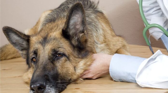 Cibo per cani per malattie del fegato