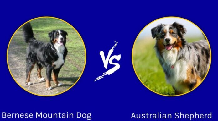 Bovaro del Bernese contro pastore australiano
