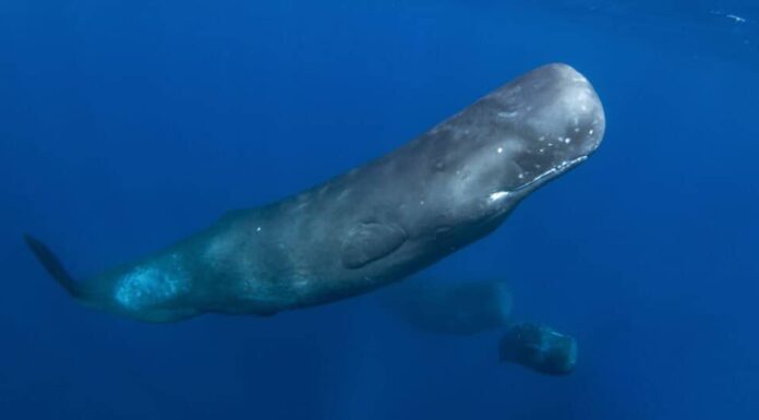 Animali interessanti – capodoglio