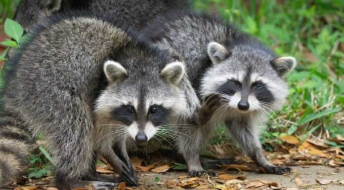 procioni che camminano insieme