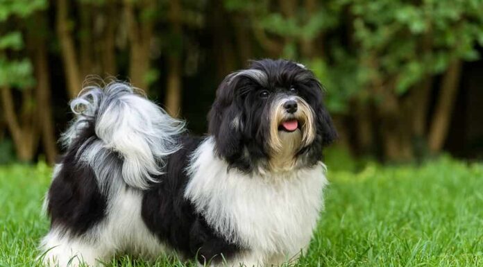 Felice cucciolo havanese bianco e nero nell'erba