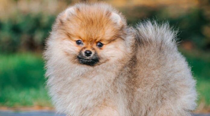Cane Pomerania