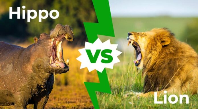 Ippopotamo contro leone
