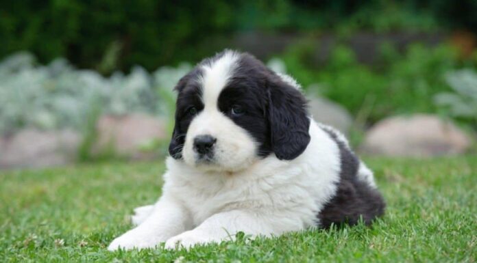 Cucciolo di Terranova (Landseer) in bianco e nero