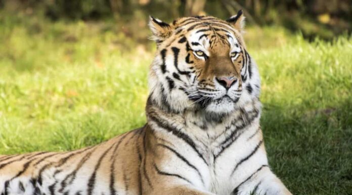 Perché non ci sono tigri in Africa (e quali grandi felini prosperano lì)
