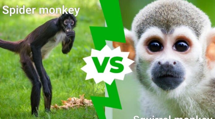 Scimmia ragno e Scimmia scoiattolo: quali sono le differenze?
