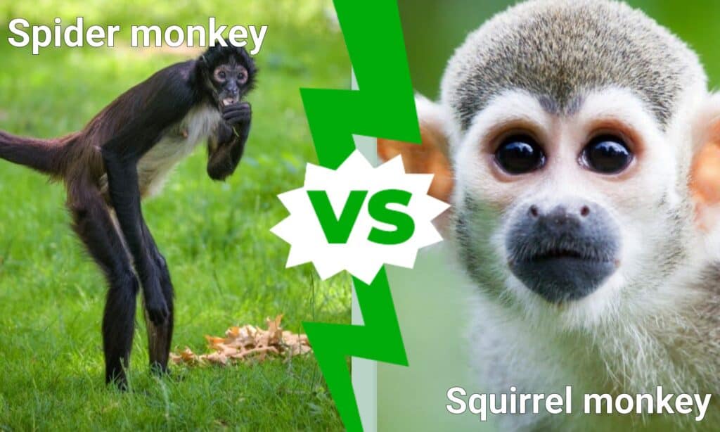 Scimmia ragno e Scimmia scoiattolo: quali sono le differenze?