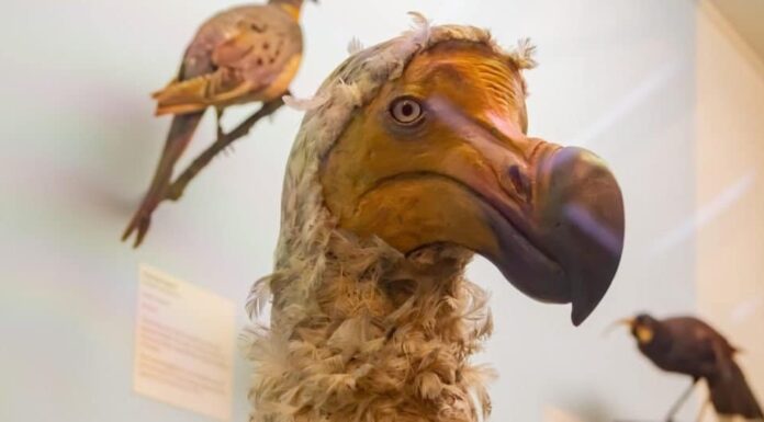 Esposizione del modello di uccello Dodo al Museo di storia naturale il 16 luglio 2011 a Londra