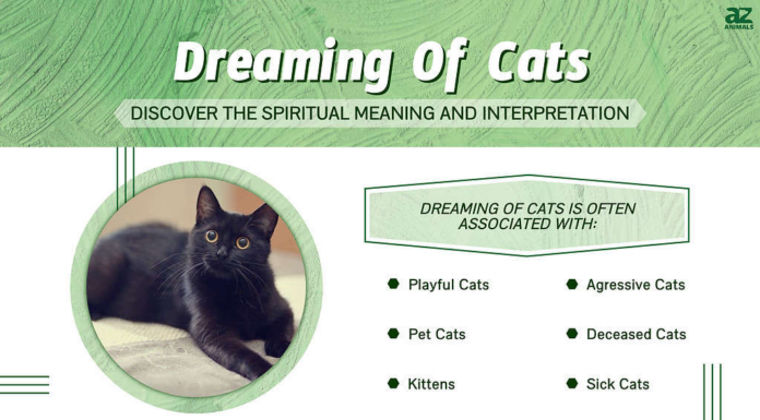 Sognare gatti: scopri il significato spirituale e l'interpretazione
