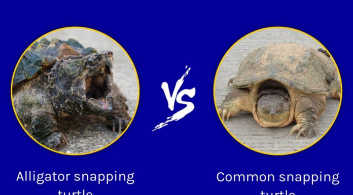 Tartaruga azzannatrice alligatore e tartaruga azzannatrice comune: quali sono le differenze?
