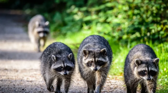 7 cose che dovresti sapere sui procioni raccoon family walking down a road
