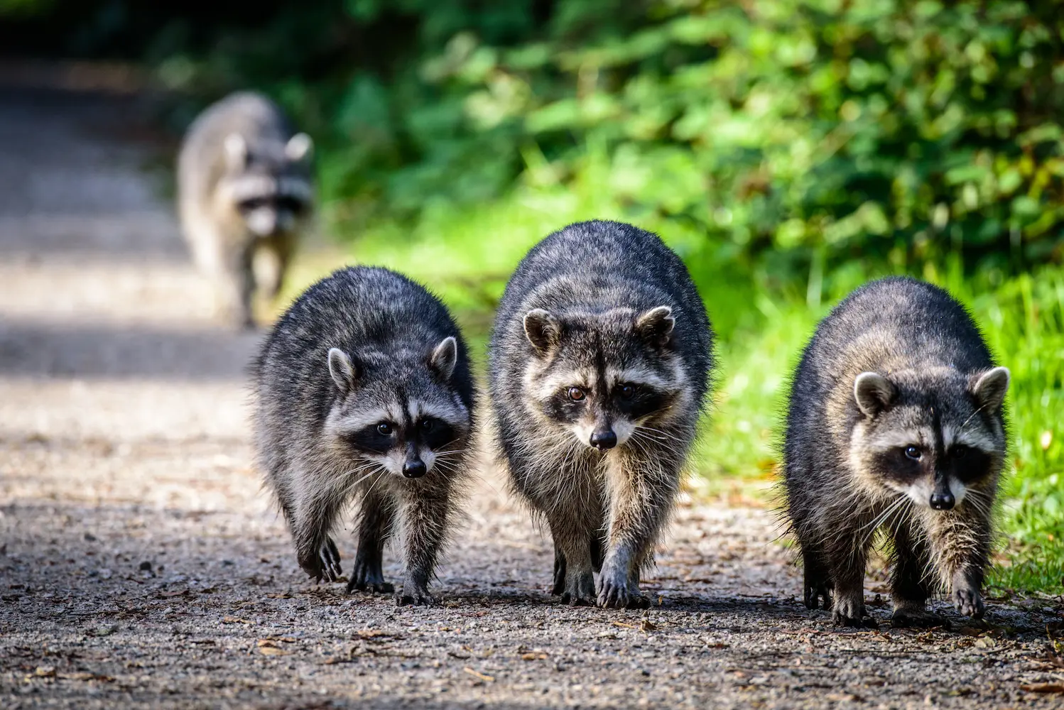 raccoon family walking down a road