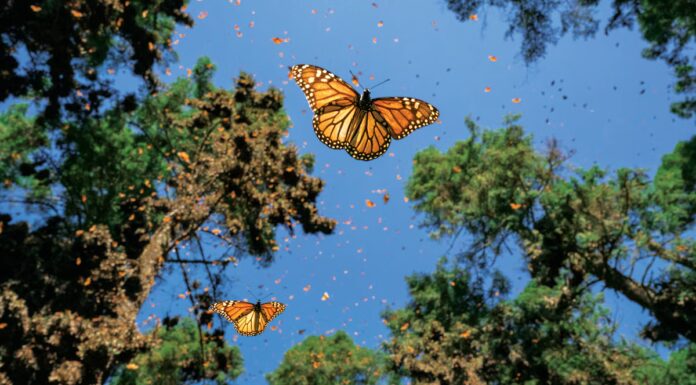 Avocado e farfalle monarca sono in rotta di collisione
