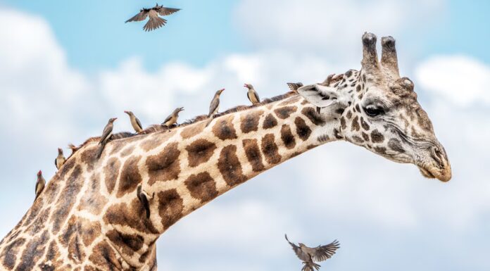 Beverly e Dereck Joubert raccontano cosa rende buona un'immagine e come è cambiata la fotografia
