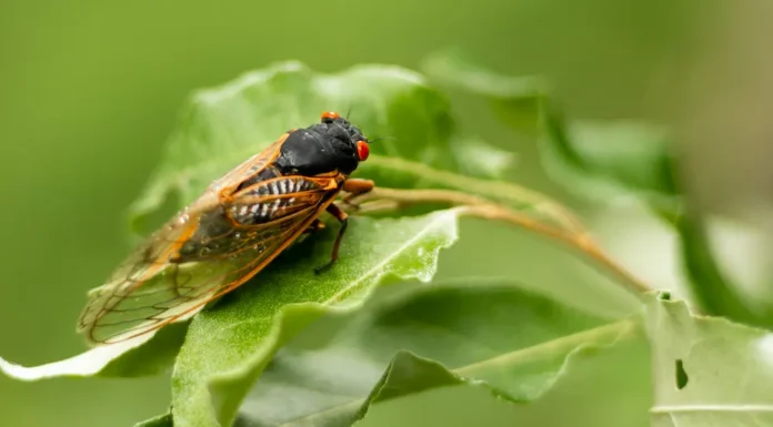 CICADAS nel 2025: preparazione della tua casa per la covata XIV Closeup of a cicada on a leaf
