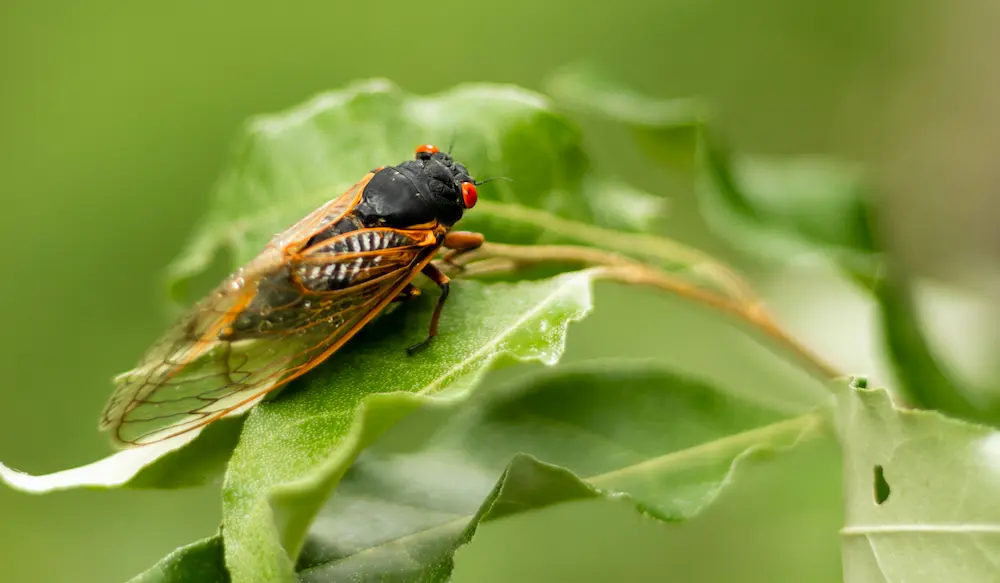 Closeup of a cicada on a leaf