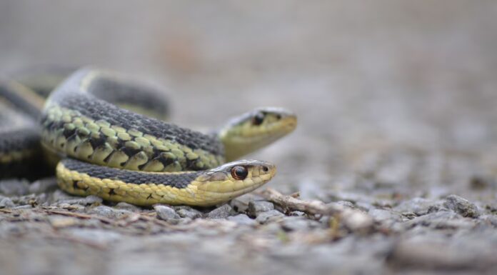 Catturato dalla RattleCam: il comportamento di un serpente più inaspettato
