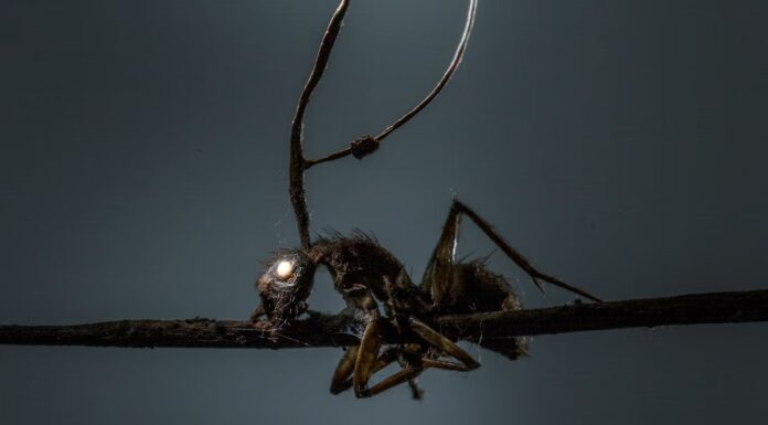 Come Ophiocordyceps unilateralis trasforma le formiche in "zombi"
