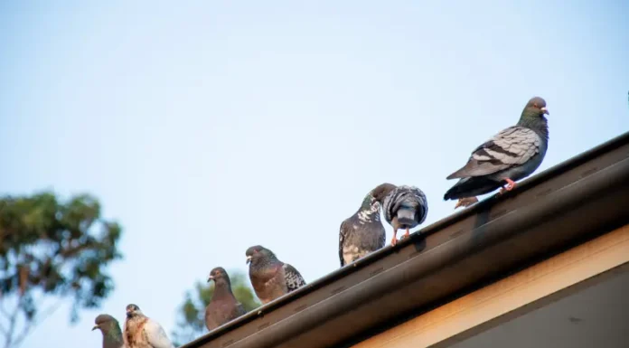 Come gestire le infestazioni di piccioni sul tetto Pigeons on a roof. Birds can be a genuine nuisance without the help of a pest control professional, but thankfully Xceptional Wildlife can help.