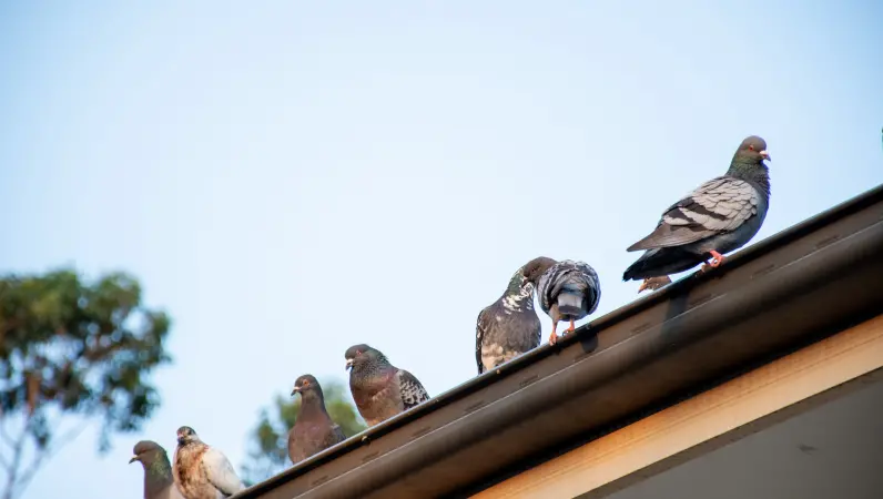 Pigeons on a roof. Birds can be a genuine nuisance without the help of a pest control professional, but thankfully Xceptional Wildlife can help.