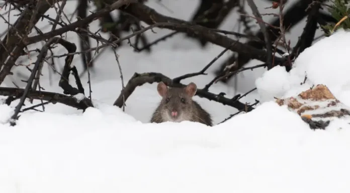 Come tenere i parassiti invernali fuori da casa tua A mouse in the snow. Find out how to keep winter pests out of your home before it