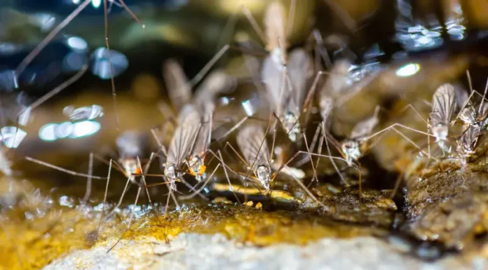 Closeup of a mosquito swarm. Contact Xceptional Wildlife to protect your property from unwanted mosquitoes.