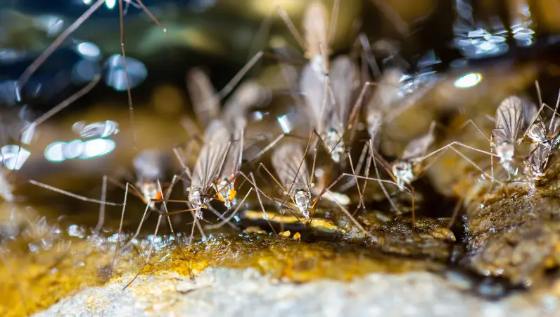 Closeup of a mosquito swarm. Contact Xceptional Wildlife to protect your property from unwanted mosquitoes.