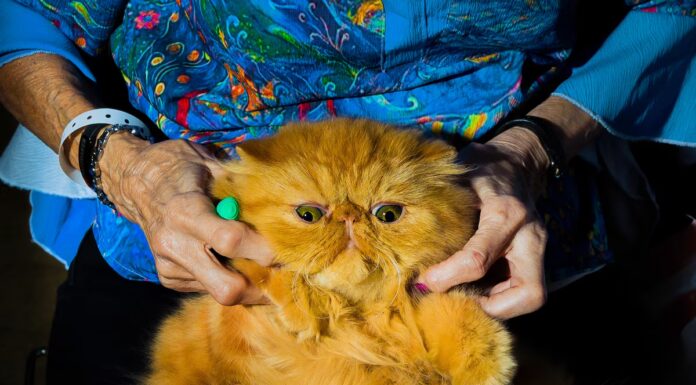 Cosa serve per essere il miglior gatto domestico d'America
