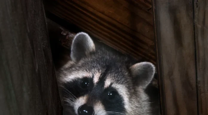 Cos'è quel suono? Una guida ai rumori dei parassiti e della fauna selvatica che potresti sentire in casa tua
