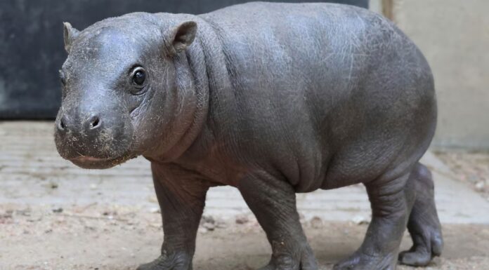 È questo il nuovo Moo Deng? Incontra Marte, l'ippopotamo pigmeo
