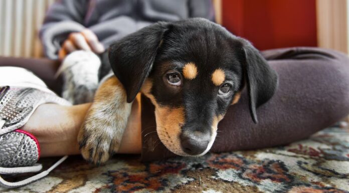 Ecco cosa dovrebbero sapere i proprietari di cuccioli per la prima volta
