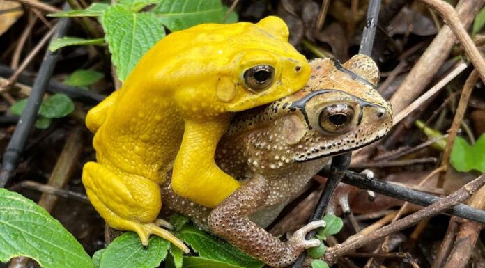 Gli scienziati rivelano il segreto dei rospi che possono diventare gialli neon
