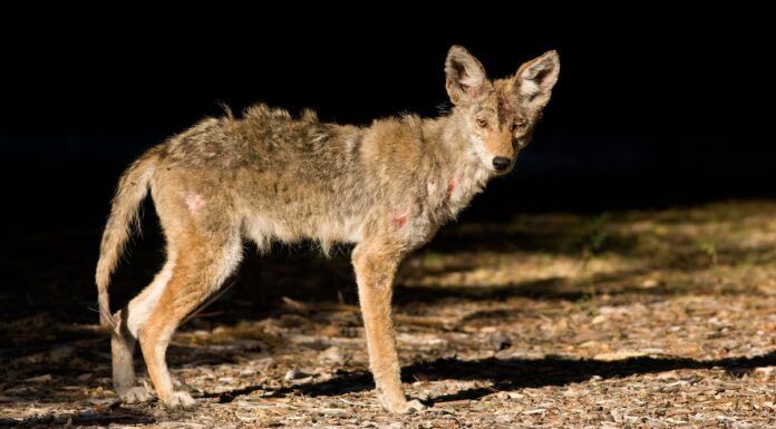 Il chupacabra: come l'evoluzione ha creato un mostro mitico
