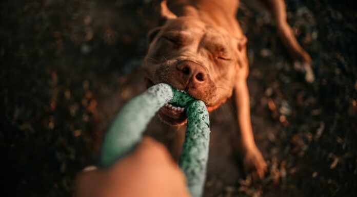 Il tuo cane potrebbe davvero essere dipendente da quel giocattolo

