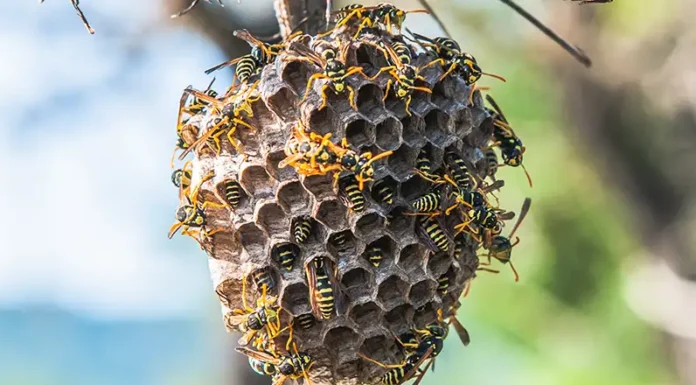 Impedire agli insetti pungenti di nidificare sulla tua proprietà Wasp nest hanging from a tree