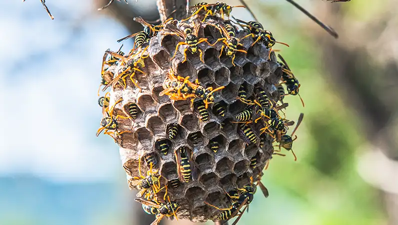 Wasp nest hanging from a tree