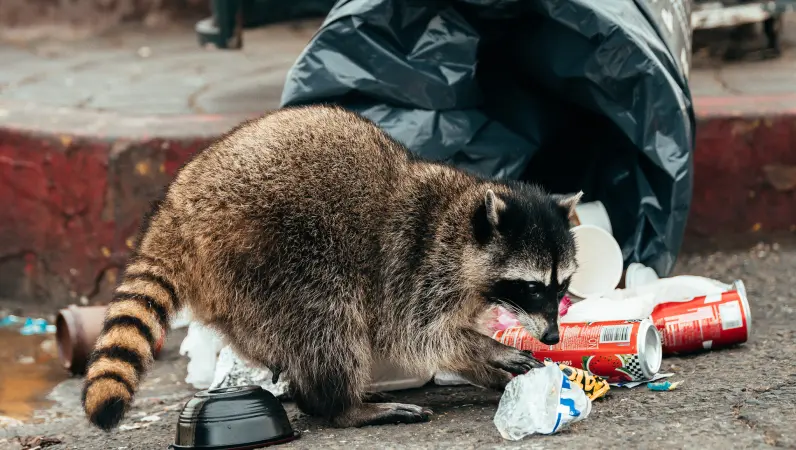 Raccoon raiding garbage in street. Contact Xceptional Wildlife to stop raccoons from getting into your trash.