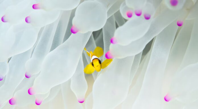 L'ondata di caldo spazza via i pesci pagliaccio in quello che doveva essere un rifugio sicuro
