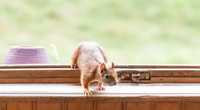 Squirrel in the window of a home.