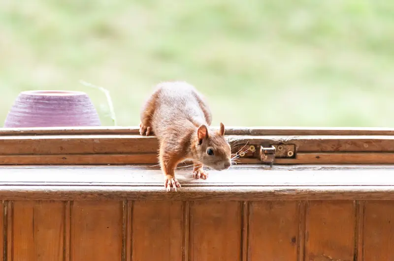 Squirrel in the window of a home.