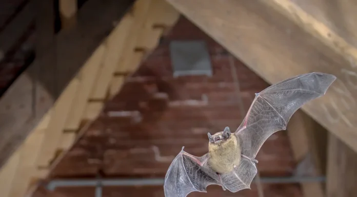 Posso dormire con una mazza a casa mia? A bat flying inside an attic