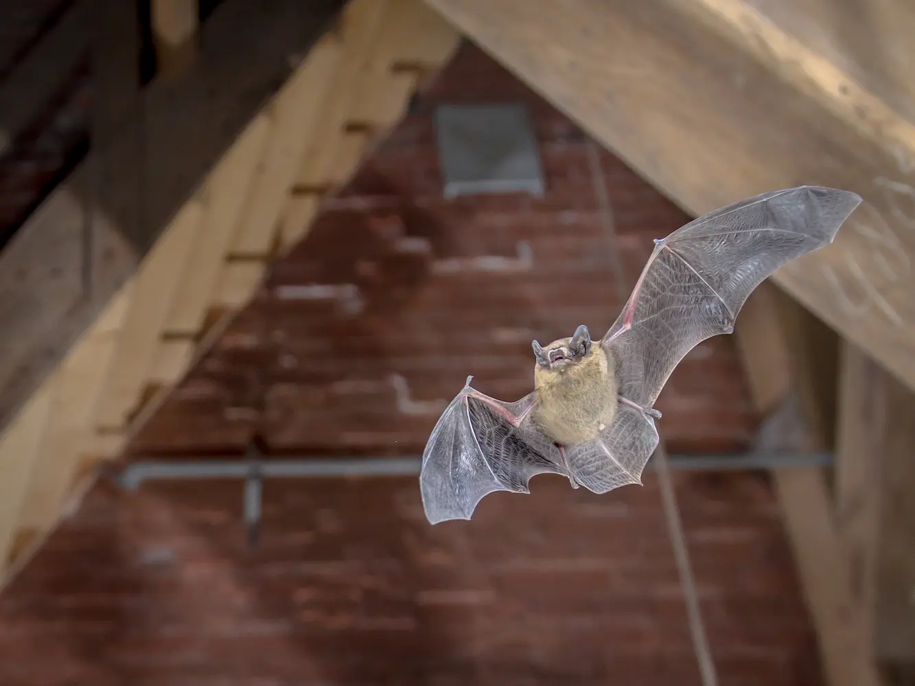 A bat flying inside an attic