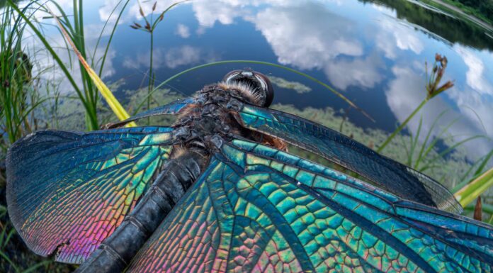 Queste incredibili foto ti mostrano la vita dal punto di vista di un insetto
